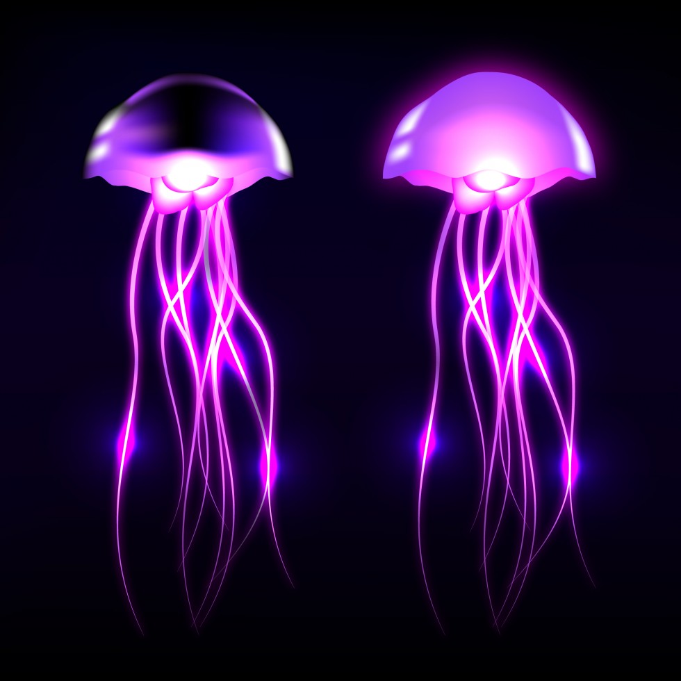 Vector Jellyfish